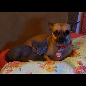 Meet your Posher, Kitty